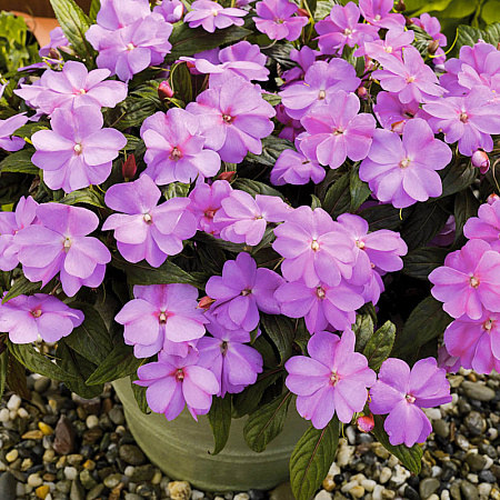 Фото Бальзамин Флорифик Лавандовый