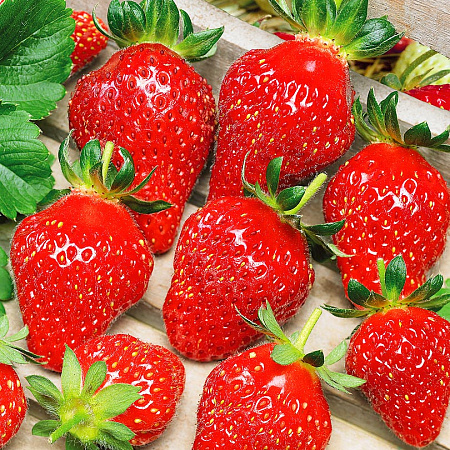 Фото Земляника садовая Верити