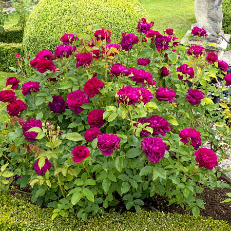 Фото Роза английская Дарси Бассел C12,5