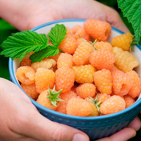 Фото Малина ремонтантная Голден Эверест