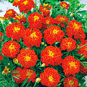 Бархатцы африканские Кармен 20шт