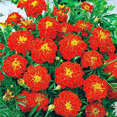 Бархатцы африканские Кармен 20шт