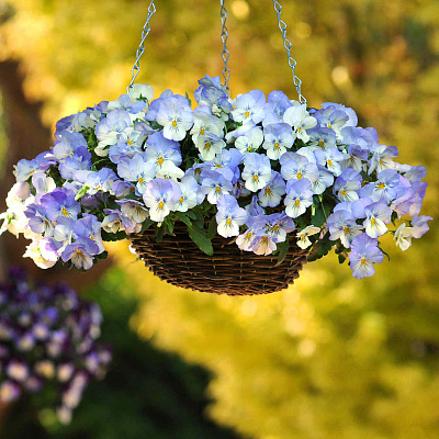 Виола ампельная Кул Вэйф Морозное утро