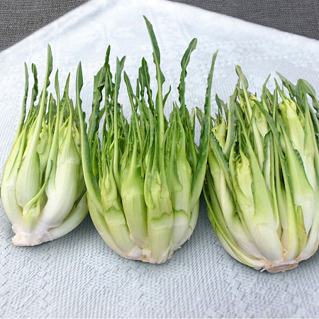 Фото Цикорий каталонский из Галатины