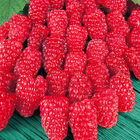 Фото Малина Гусар