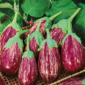 Баклажан Матросик