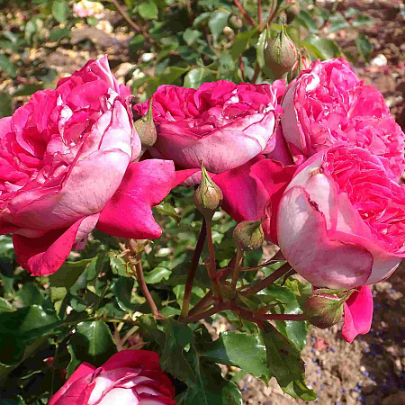 Фото Роза чайно-гибридная Максим