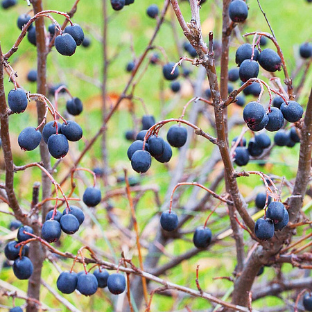 Фото Кизильник Блестящий