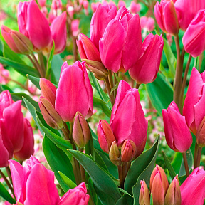 Тюльпан многоцветковый Хэппи Фэмили