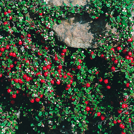 Фото Кизильник лежачий Страйбс Файндлинг