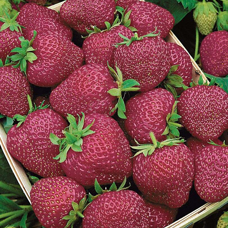 Фото Земляника садовая Черри Берри