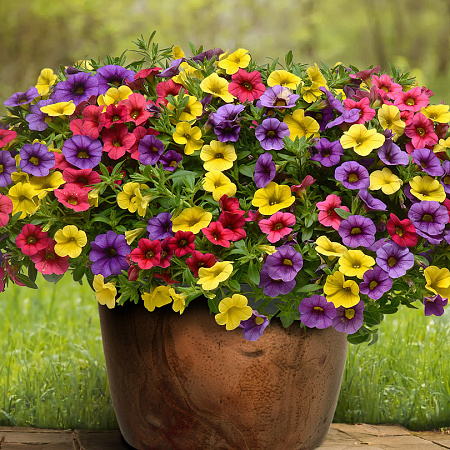 Фото Цветной набор калибрахоа Райский остров