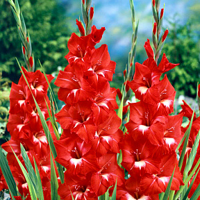 Гладиолус  Трейдхорн