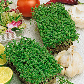 Микрозелень Кресс-салат