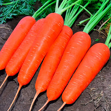 Фото Морковь Кальман F1