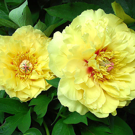 Фото Пион Гарден треже