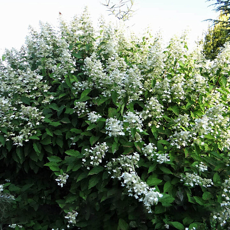 Фото Гортензия метельчатая Биг Бен