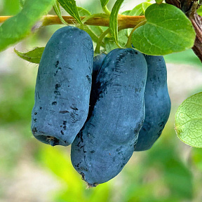 Жимолость Снегирь