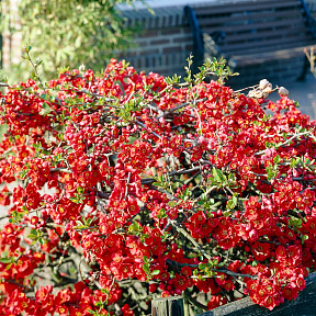 Айва Боуль де Фе