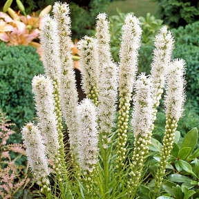 Лиатрис Альба