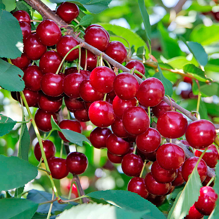 Фото Вишня Сания