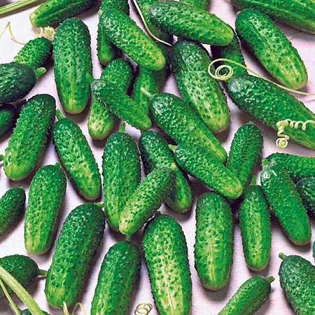 Фото Огурец Пасамонте F1