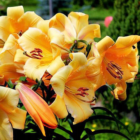 Фото Лилия ОТ-гибрид Сантарелло