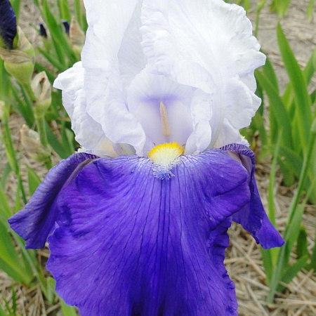 Фото Ирис бородатый Арпеж