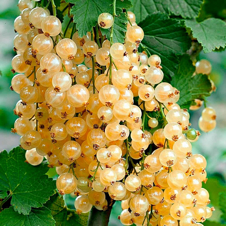 Фото Смородина Белая Потапенко