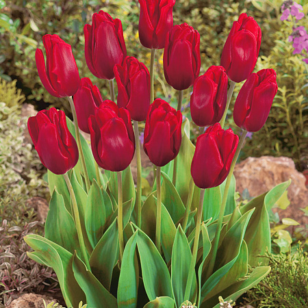 Фото Тюльпан Рубиновый принц