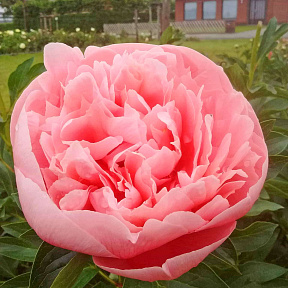 Пион травянистый Этчед Салмон