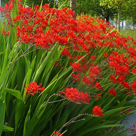 Фото Крокосмия Люцифер