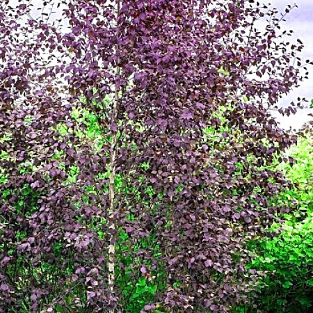 Фото Берёза повислая Пурпуреа