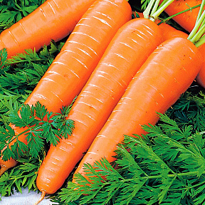 Морковь Нантик Резистафлай F1