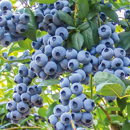 Фото Голубика Дрейпер
