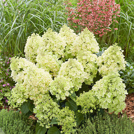 Фото Гортензия метельчатая Би Хэппи