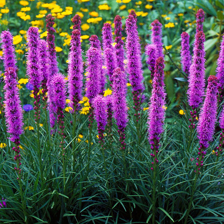 Фото Лиатрис колосковый