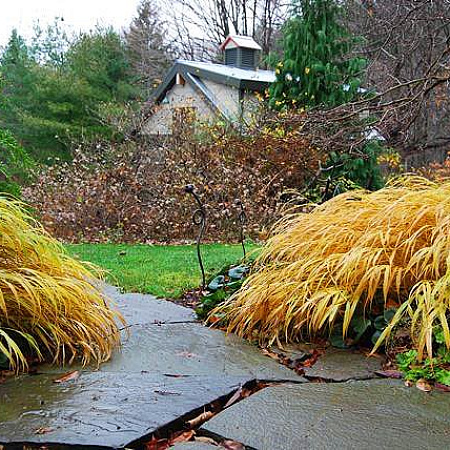 Фото Хаконехлоа большая Николас