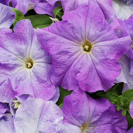 Фото Петуния Лимбо скай блю