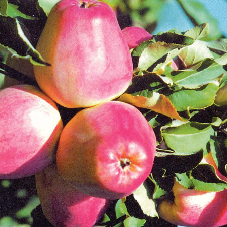 Фото Яблоня Кандиль орловский