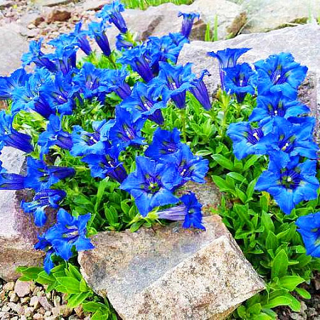 Фото Горечавка Узколистная