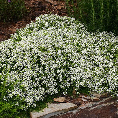 Тимьян ранний Альбифлорус