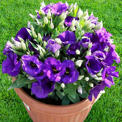 Лизиантус Флорида Синий