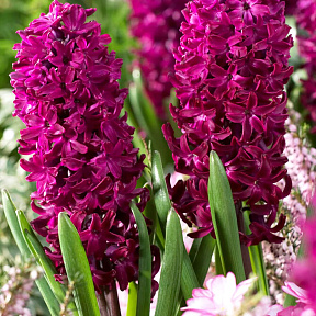 Гиацинт Вудсток