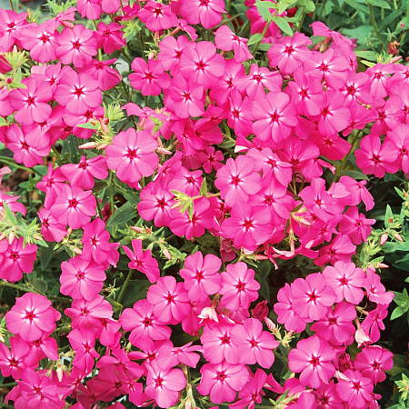 Фото Флокс друммонда Бриллиант