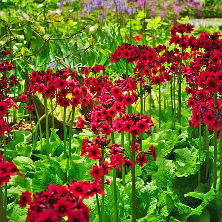 Фото Примула японская красная