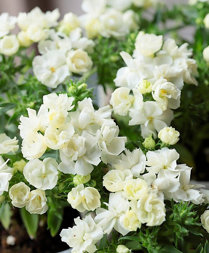 Купить семена Флокс друммонда махровый белый — от НПО Сады Росcии