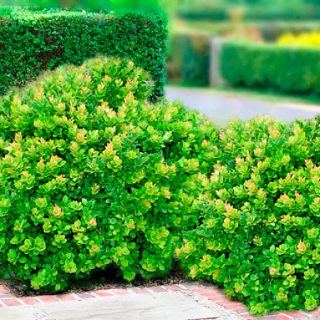 Фото Барбарис Маскато