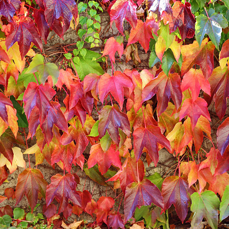 Фото Виноград триостренный Вича