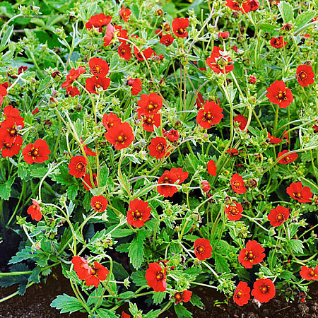 Фото Лапчатка Алая